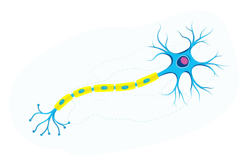 illustration of nerve cell and axons emphasizing myelin sheath in yellow