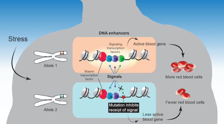 genetic-variation-in-certain-dna-enhancers-helps-explain-human-differences-boston-children-s