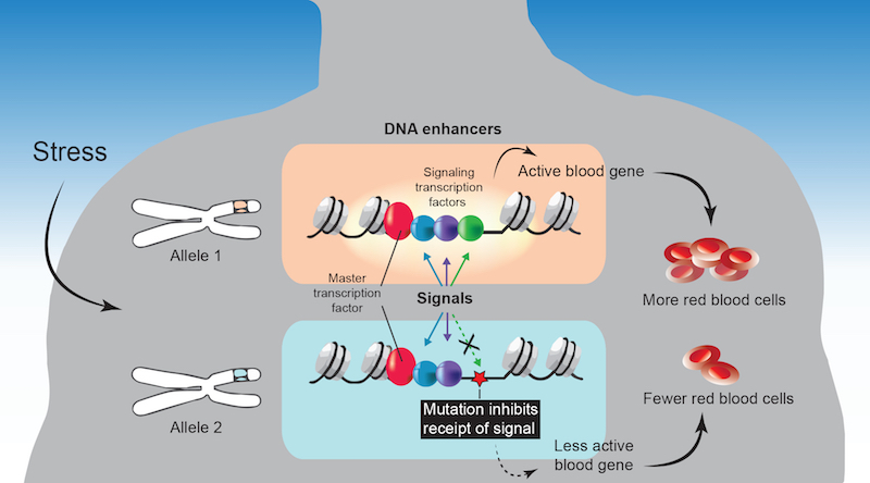 Mutations in DNA enhancers cause missed signals