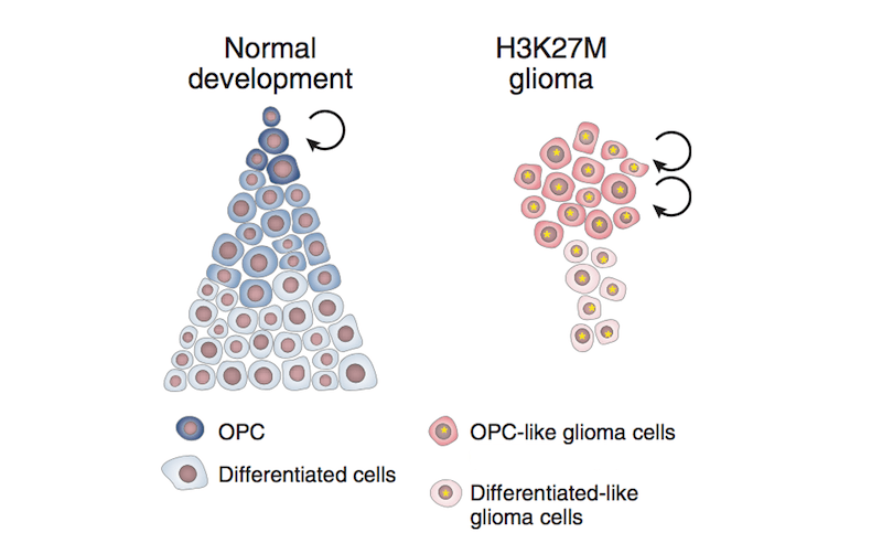 Normal cell development versus DIPG