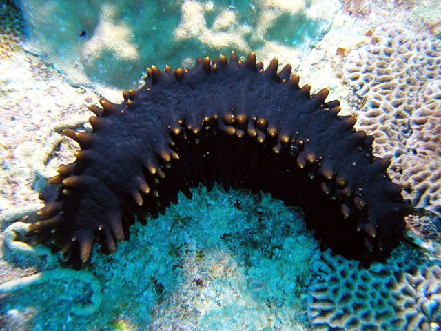 Sea cucumber expelling its innards to drive off attackers