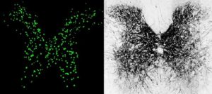 A cross section of a mouse spinal cord, stained two different ways, showing increased expression of KCC2 in inhibitory neurons.