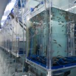 zebrafish in tanks