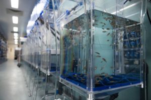 zebrafish in tanks