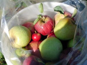 apples as metaphor for cancer