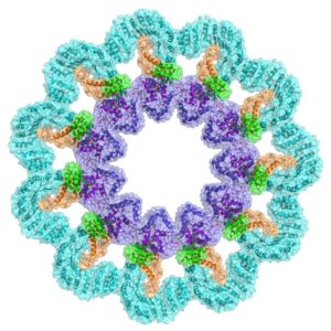 inflammasome