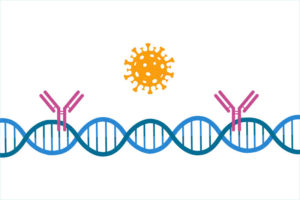 illustration of antibodies attached to DNA strand with SARS-CoV-2 virs