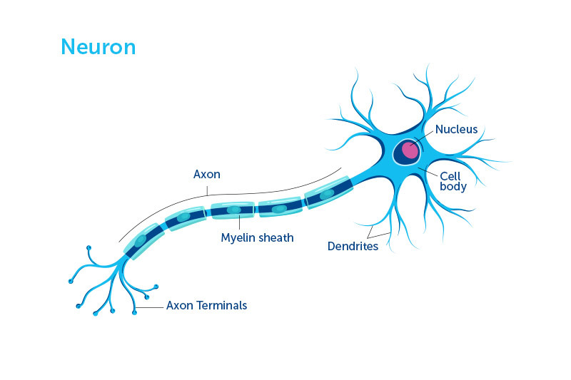 neuron illustration
