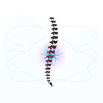 illustration of spinal cord with nerve injury