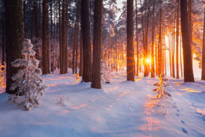 photo of the sun rising over a snowy, tree-filled landscape