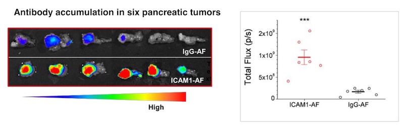 drug accumulation in pancreatic tumors ICAM1
