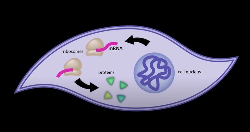 messenger RNA in cell