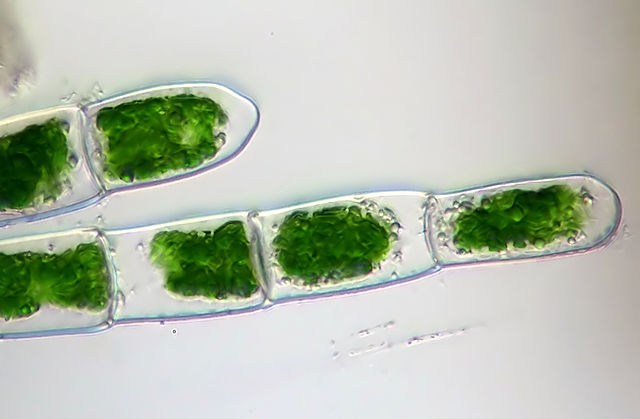 algae anesthetic