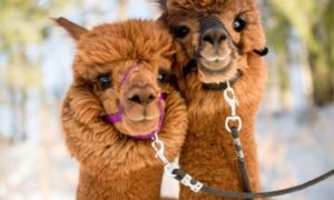 alpacas