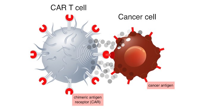 CAR T cell and cancer cell