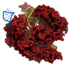 The CRISPR system at work