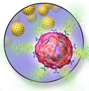 mast cells allergic reaction