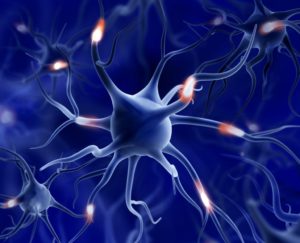 a neuron