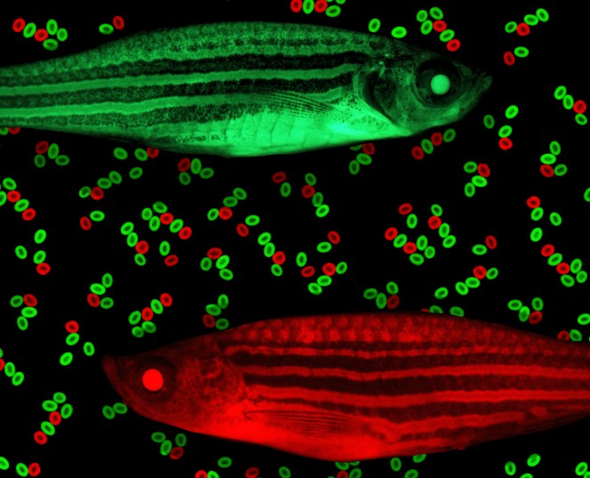 red and green zebrafish