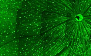 optic nerve regeneration