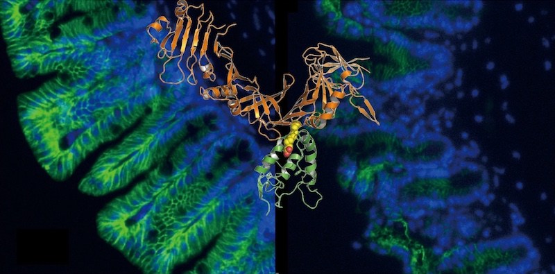 the the crystal structure of a fragment of C. difficile toxin B