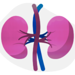 an illustration of two kidneys