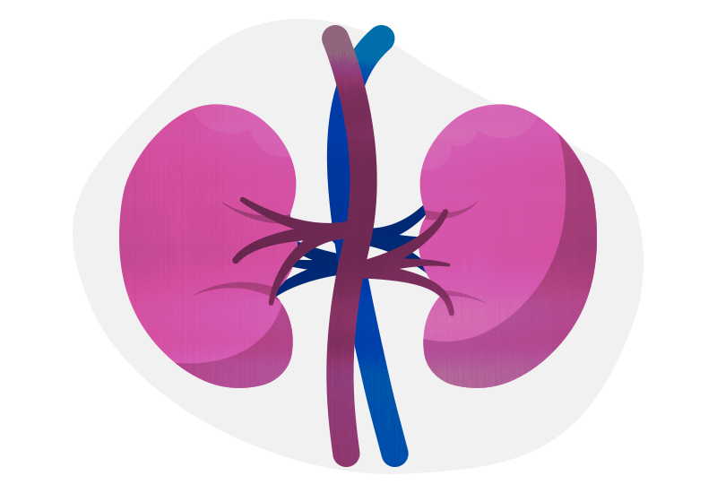 an illustration of two kidneys