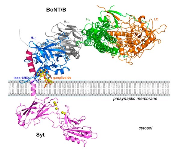 botulinum toxin B bound to its receptor (Syt)