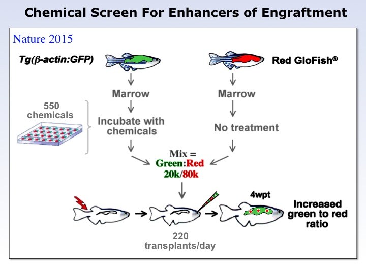 chemical screen for enhances of bone marrow engraftment