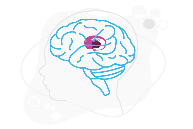 Illustration of a baby's brain with the globus pallidus highlighted in pink.