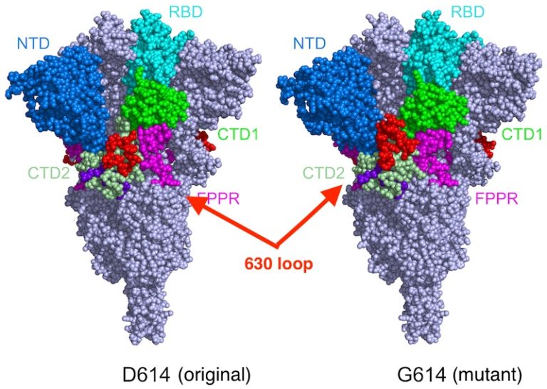 Altered spike protein makes SARS-CoV-2 variants more infectious ...