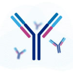illustration of antibodies