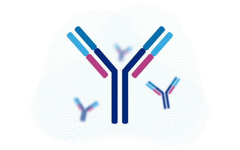 illustration of antibodies