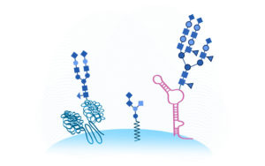 glycoRNA