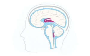 A cutaway view of the brain with the choroid plexus shown in the brain’s cavities, bathed by CSF.
