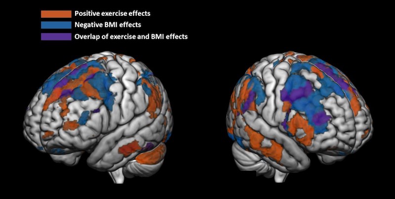 exercise, BMI and the brain