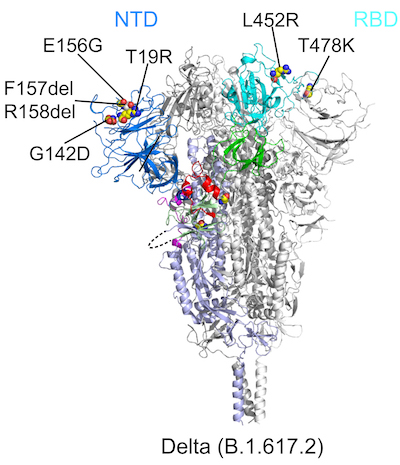A ribbon diagram showing the SARS-CoV-2 Delta variant's spike protein before the virus fuses. This diagram focuses on the NTD mutations E156G, T19R, F157del, R158del, and G142D; as well as the RBD mutations L452R and T478k.