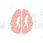 brain evolution concept - Human Accelerated Regions of the genome