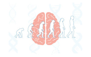 brain evolution concept - Human Accelerated Regions of the genome