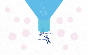 two acute myeloid leukemia targets