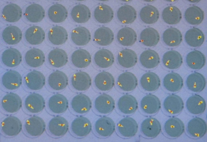 Zebrafish in 96-well plates