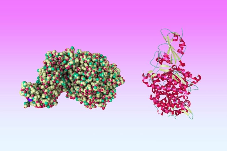 Two models showing the coronavirus spike protein’s receptor-binding domain, or RBD, bound with a cell’s angiotensin-converting enzyme 2 (ACE2) receptor: A crystal structure and a space-filling molecular model.