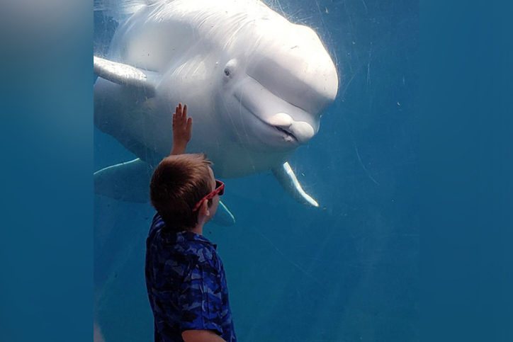 jacob stands in front of a glass wall in an aquarium, pointing at a dolphin on the other side
