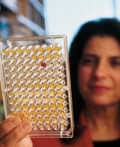 Marsha Moses, PhD, in 2005, holding a 96-well plate where a urine biomarker shows up based on its color.