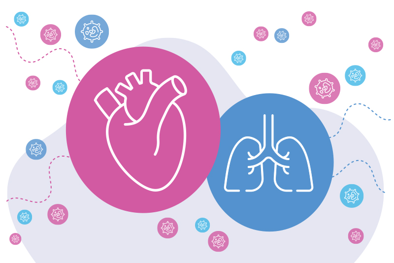An illustration shows the closeness of two circles: one with a heart inside, which is on the left, and the other with lungs inside, on the right.