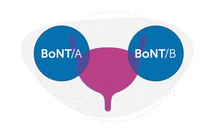 a bladder with two circles that read BoNT/A and BoNT/B