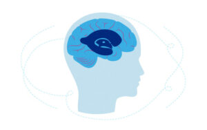 An illustration of the brain with fluid-filled ventricles at its center.