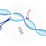 A pair of scissors making a double-strand cut in DNA, with a mobile element nearby.
