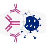 A coronavirus surrounded by antibodies, illustrating a COVID-19 antibody test.