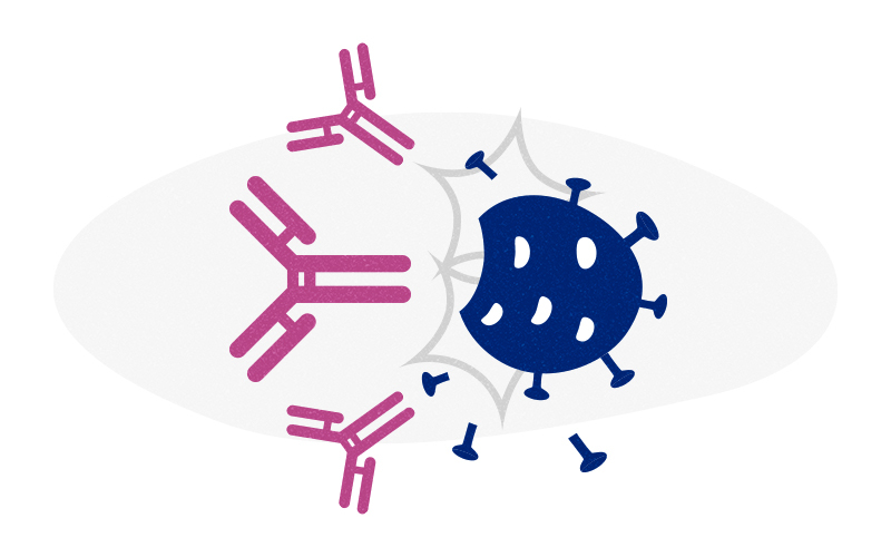 A coronavirus surrounded by antibodies, illustrating a COVID-19 antibody test.
